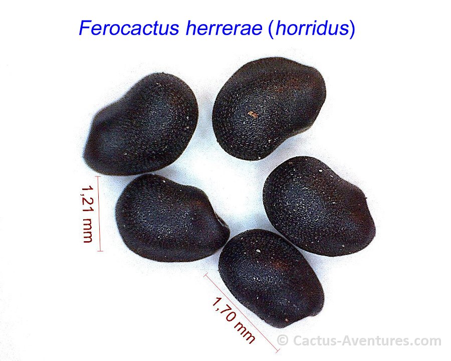 Ferocactus herrerae horridus seeds